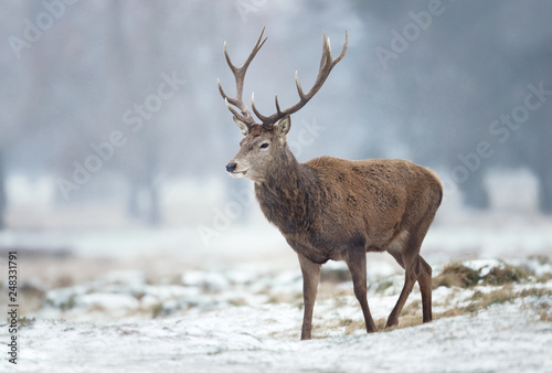 Close up of a Red deer stag in winter