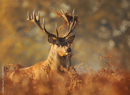 Red deer with grass on antlers in autumn © giedriius