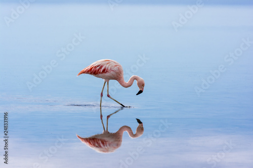 Flamingo in der Atacama-Wüste - Laguna Chaxa
