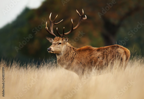 Fototapeta Naklejka Na Ścianę i Meble -  Red deer stag during rutting season