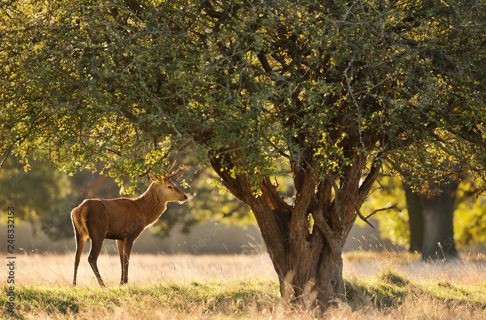 Red deer standing under a tree at dawn