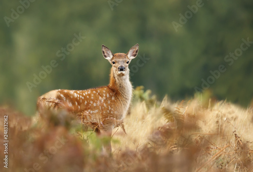 Fallow deer fawn standing in the grass