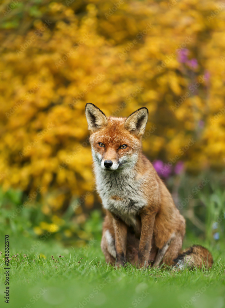 Red fox sitting on the grass against yellow flowers Red fox sitting on the grass against yellow flowers
