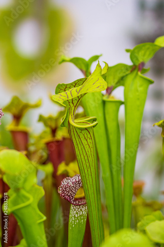 Closeup macro view of sarracenia leucophylla plant. Green insect consuming plant is growing in garden. Interesting botanical leafs with trumpet shape
