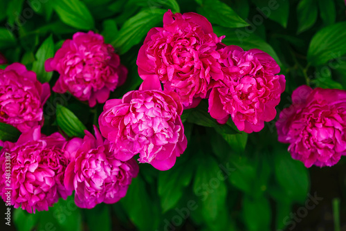 Flowering pink peony bushes. Spring flowering peonies.