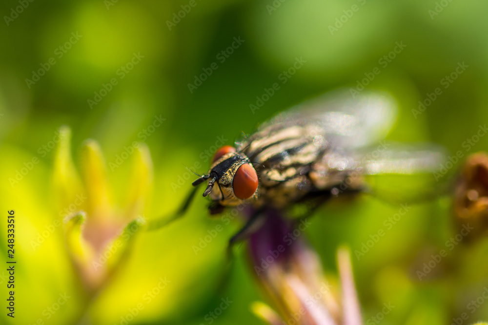sarcophaga carnaria insect on the green leaf. Macro of fly animal and detail of eye sarcophaga carnaria insect on the green leaf. Macro of fly animal and detail of eye
