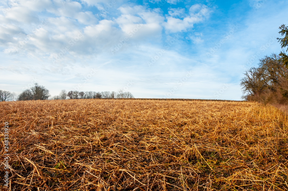 Fototapeta premium harvested field after a storm