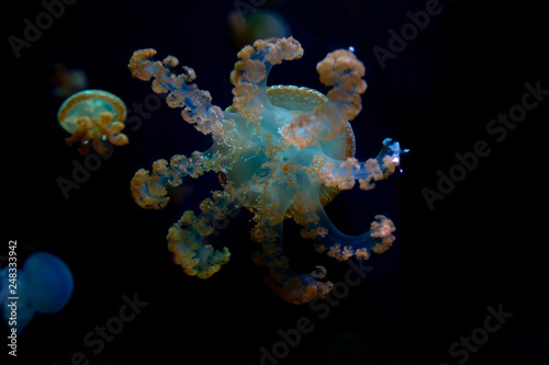 Close-up Jellyfish, Medusa in fish tank with neon light. Jellyfish is free-swimming marine coelenterate with a jellylike bell- or saucer-shaped body that is typically transparent. © ducksmallfoto
