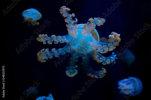 Close-up Jellyfish, Medusa in fish tank with neon light. Jellyfish is free-swimming marine coelenterate with a jellylike bell- or saucer-shaped body that is typically transparent. © ducksmallfoto