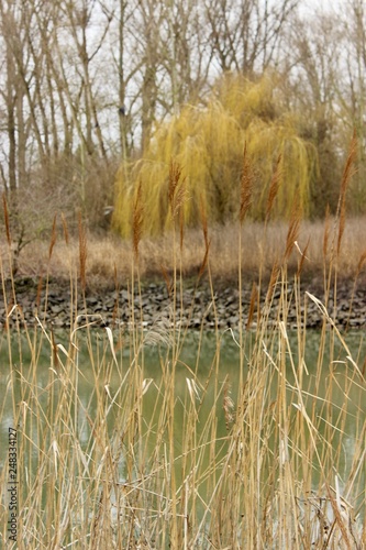 reeds in the lake