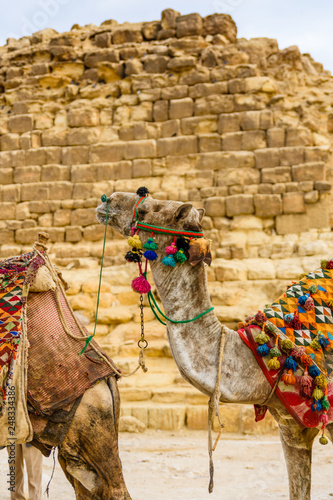 Camel near the great pyramids in Giza, Egypt