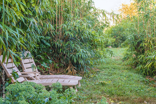 Two lounge chairs in the greenery. Bamboo, sunlight photo