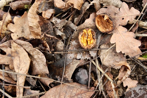 walnuts with autumn leaves on grass