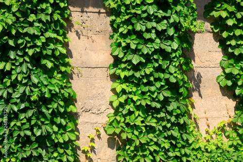 Boston ivy