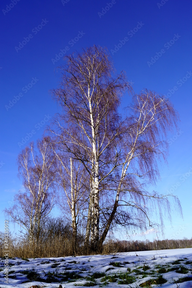 Birchs, grass and blue sky, February - Trebonsko, South Bohemia, Czech Republic Birchs, grass and blue sky, February - Trebonsko, South Bohemia, Czech Republic
