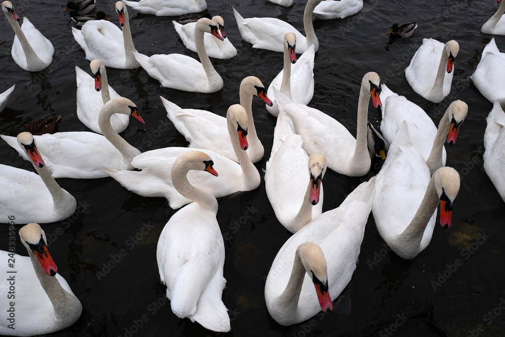 Obraz premium A flock of white swans swims in the river