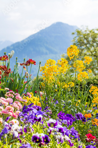 Flowers on the streets of Interlaken. Flowers and mountains