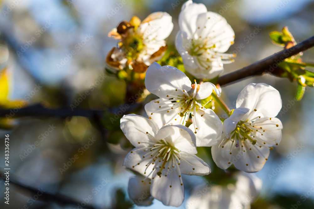 Blooming cherry tree