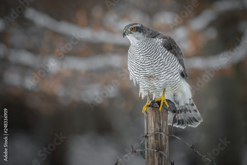 Goshawk perched upon an old fence post