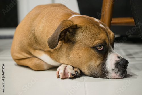 Tableau sur toile Australian Bulldog