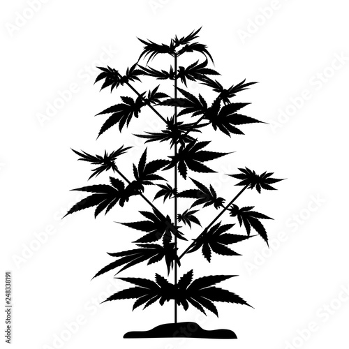 Bush marijuana black silhouette. Cannabinoid. Hemp for the treatment of marijuana oil. Cannabis. Vector illustration on isolated background.