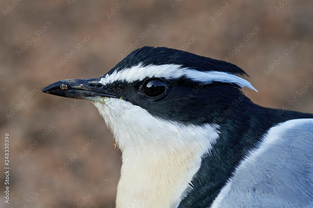 Fototapeta premium Egyptian plover (Pluvianus aegyptius)
