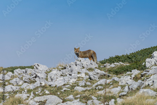 Fox in the national park of Abruzzo