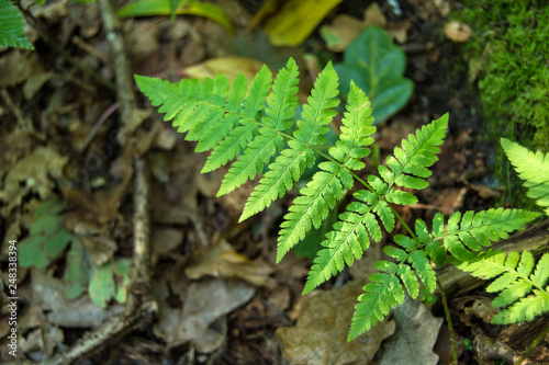 Green leaf of ferns and brown fallen leaves on the ground