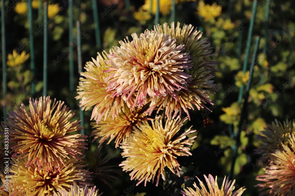 KRIMEA Nikitsky Botanicai garden is the parade of chrysanthemums KRIMEA Nikitsky Botanicai garden is the parade of chrysanthemums