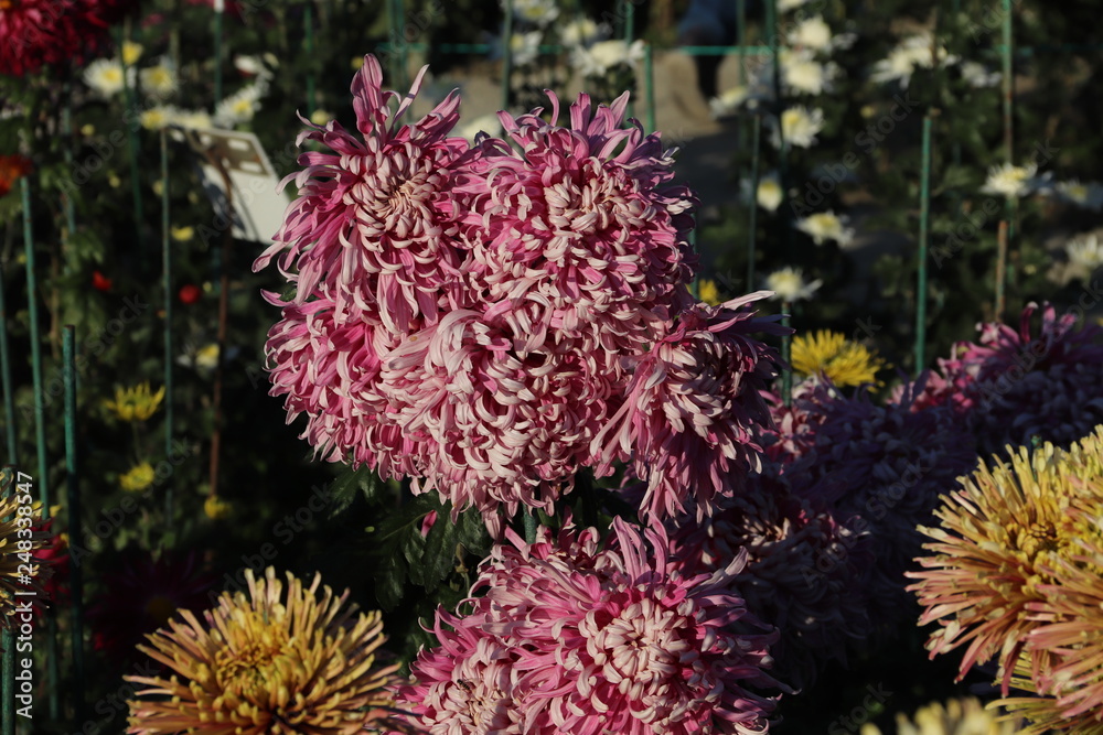 KRIMEA Nikitsky Botanicai garden is the parade of chrysanthemums KRIMEA Nikitsky Botanicai garden is the parade of chrysanthemums