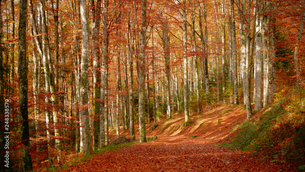 Obraz premium Colorfull Cansiglio forest in autumn. The ancient Forest of the Doges of the Republic of Venice.