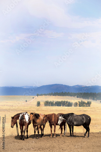 Horses collage © PernillePost