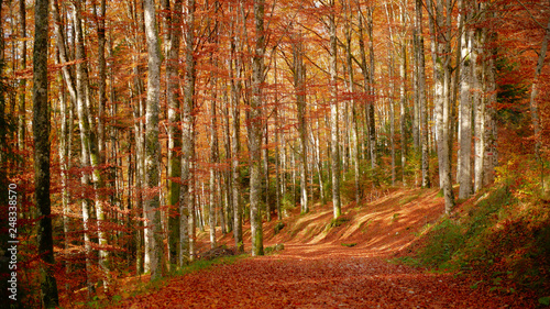 Colorfull Cansiglio forest in autumn.
The ancient Forest of the Doges of the Republic of Venice.