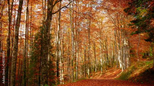 Colorfull Cansiglio forest in autumn.
The ancient Forest of the Doges of the Republic of Venice.
