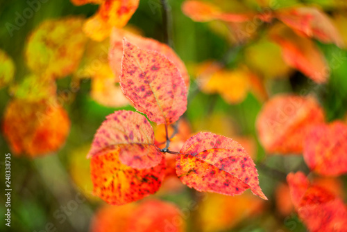 Abstract background of colorful beautiful red autumn leaves. Photograph with sharp blur