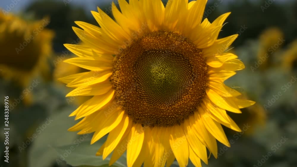 Field of blooming Sunflower. Natural background Field of blooming Sunflower. Natural background