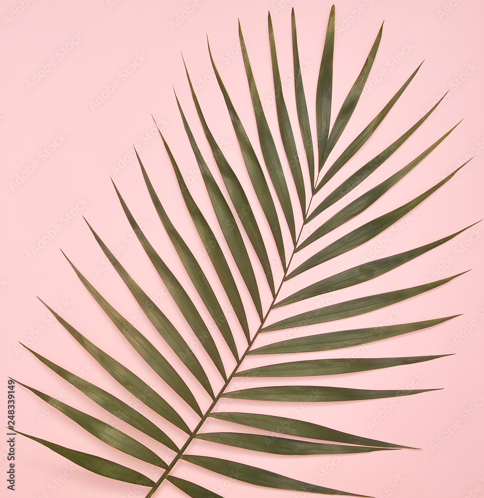 Fototapeta premium Palm tree on pink background.