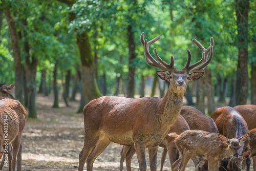 Majestic stag and herd of deerd in the green park on sunny day © stsvirkun