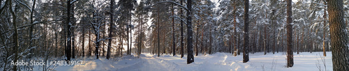 Panorama. Two small country roads in winter forest with sunshine on trees.