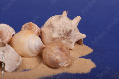 sea shells with sand on a purple background