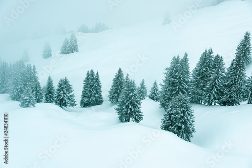 trees in fog and snow