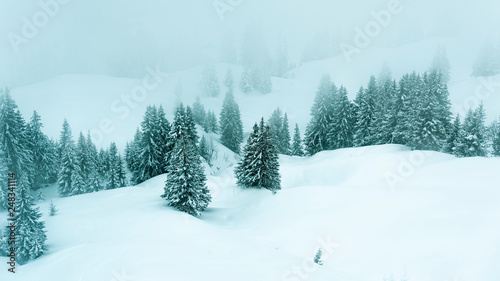 trees in fog and snow © Felix Pergande