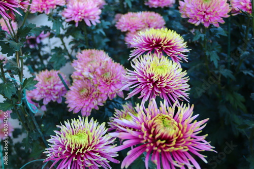 KRIMEA Nikitsky Botanicai garden is the parade of chrysanthemums