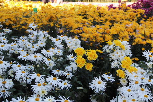 KRIMEA Nikitsky Botanicai garden is the parade of chrysanthemums photo