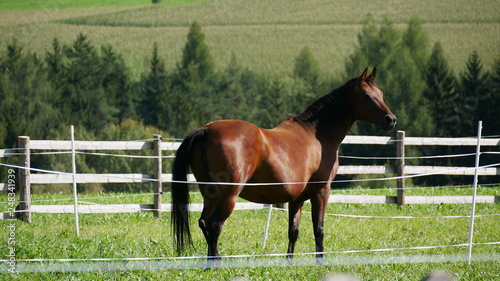 Brown horse standing on a pasture with green grass behind a fence, some trees in the background on a sunny summer day 