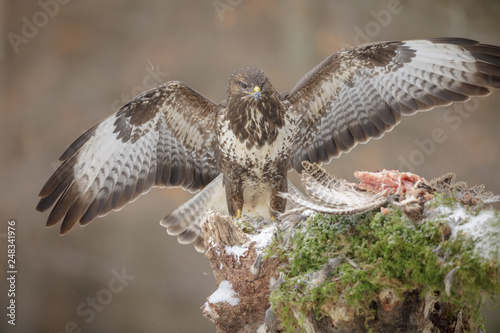 Common buzzard with prey