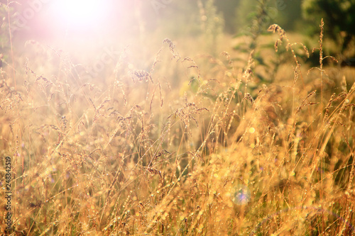 Grass in sepia in sun glare. Sunny rays illuminate grass in meadow