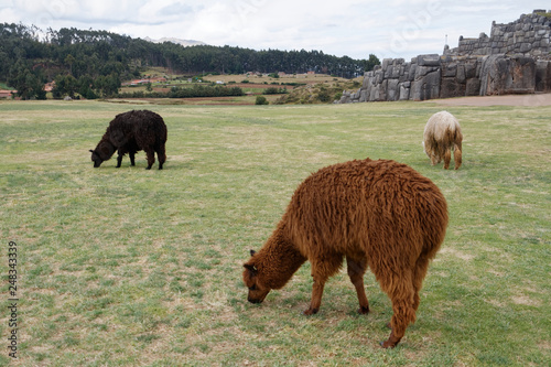 Stado lam w Sacsayhuaman, Cuzco photo