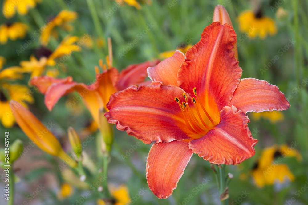 orange lily and rudbeckia orange lily and rudbeckia