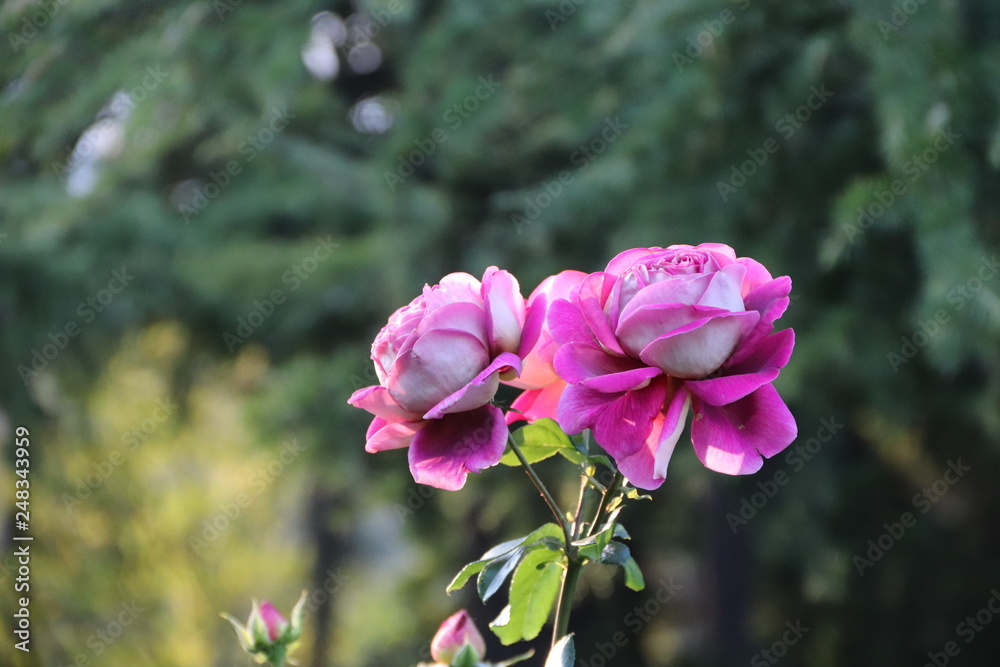 KRIMEA Nikitsky Botanicai garden. Roze KRIMEA Nikitsky Botanicai garden. Roze